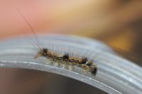Wittia sororcula