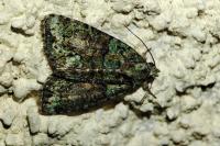 Cryphia algae