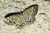 Scopula tessellaria