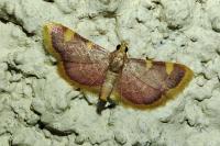 Hypsopygia costalis