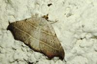 Laspeyria flexula