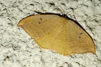 Watsonalla binaria