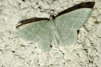 Phaiogramma etruscaria