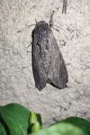 Agrius convolvuli