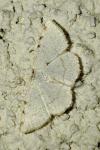 Stegania trimaculata
