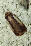 Ochropleura plecta