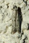 Phycitodes binaevella