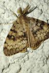 Lymantria dispar