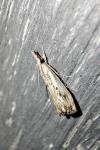 Catoptria falsella