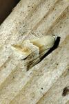 Eublemma parva