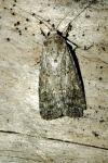 Spodoptera exigua