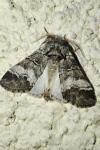Drymonia querna