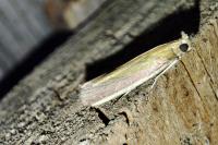 Oncocera semirubella
