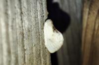 Cilix hispanica