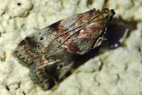 Acrobasis suavella