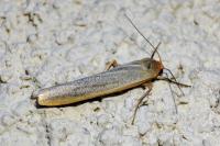 Manulea complana