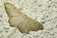 Idaea straminata