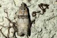 Sciota rhenella