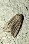 Mythimna riparia