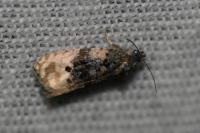 Metendothenia atropunctana