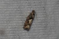 Epinotia immundana
