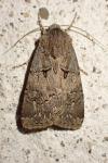 Agrotis bigramma