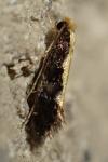 Monopis obviella
