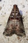Acrobasis advenella