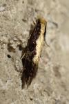 Monopis obviella