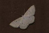 Scopula immutata