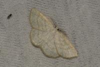 Cabera exanthemata