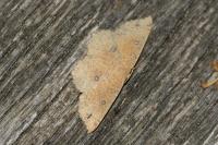Cyclophora porata