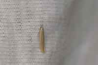 Coleophora