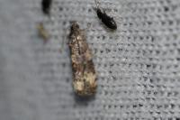 Piniphila bifasciana