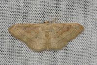 Idaea rubraria