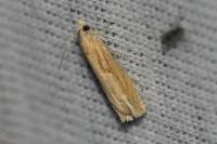 Eucosma obumbratana