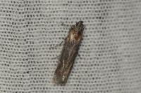 Pempelia palumbella