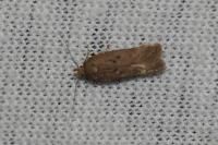 Bryotropha