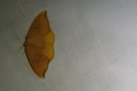 Watsonalla binaria