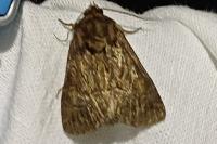 Thalpophila matura