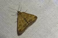 Pyrausta despicata