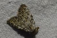 Meganola strigula