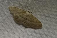 Idaea seriata