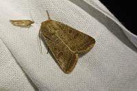 Hoplodrina ambigua