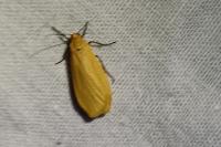 Wittia sororcula