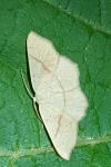 Cyclophora punctaria