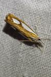 Catoptria pinella