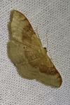 Idaea degeneraria