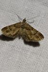 Gymnoscelis rufifasciata