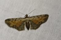 Eupithecia icterata